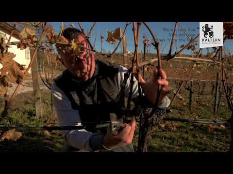 Rebschnitt Schulung 2020 Kellerei Kaltern, Südtirol