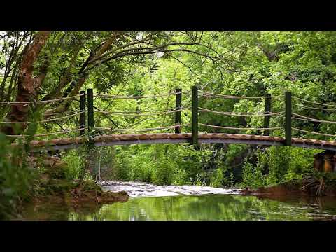 3 Hours Relaxing sounds of the river - gentle river, sounds of nature, singing birds