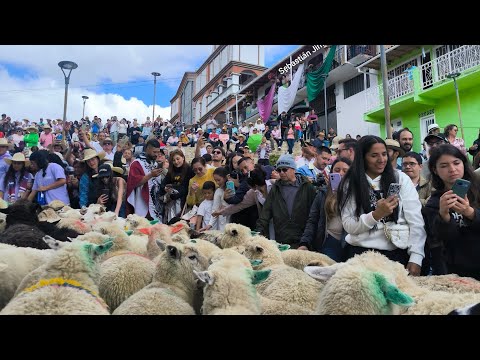 Las Ovejas de Marulanda Caldas 😍🐑🐏🇨🇴