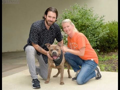 Batman, an adopted American Staffordshire Terrier Mix in Mendham, NJ_image-1