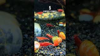 Download lagu Master Red Cherry Shrimp Breeding With These 7 KEY Elements! mp3