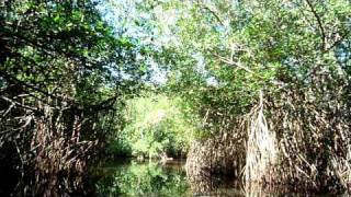 preview picture of video 'Mangrove boat ride tour in Mexico'