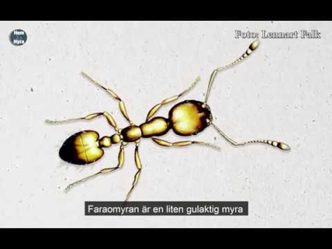 Hon har hela hemmet fullt av aggressiva myror