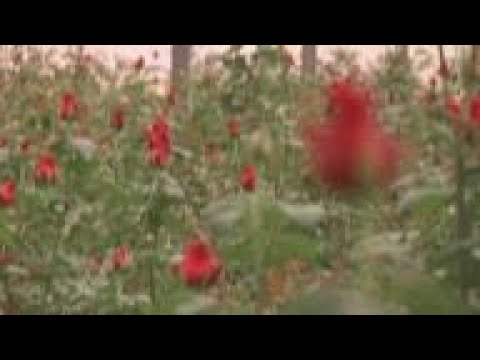 Valentines : Kenyan rose farmers impacted due to inflation and war in Ukraine