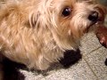 Buster Scrappy
