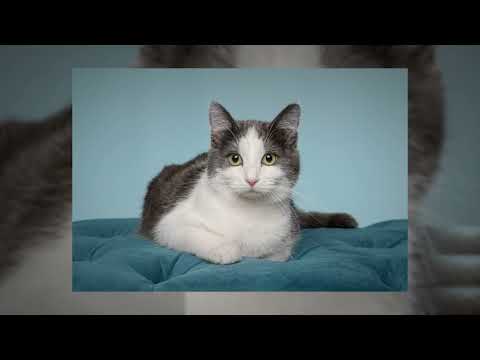 Pixie, Daisy and Luna