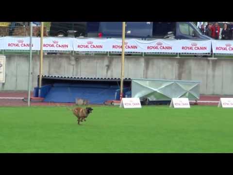 Josef Haas mit Bandit Boccaro-FMBB WM 2015-Pisek-CZ