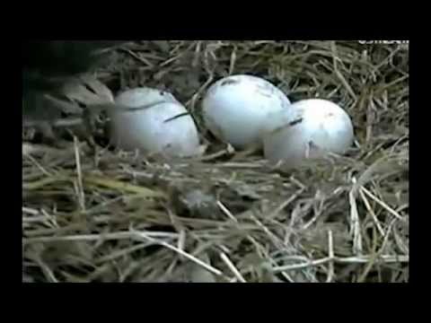 Eagle Egg Hatching - Very Cool!