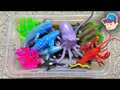 A BOX OF SEA ANIMALS - Shark Whale Dolphin Turtle Octopus