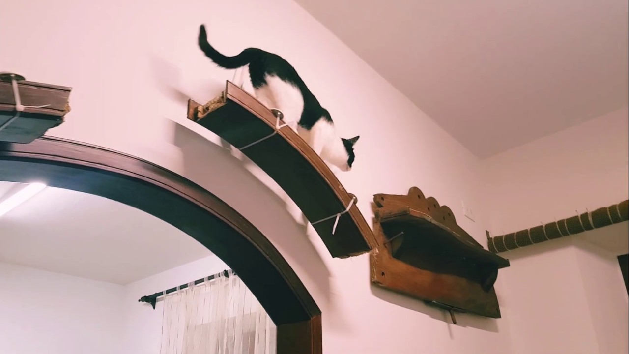 DIY Cat House - Percorso per gatti fai da te