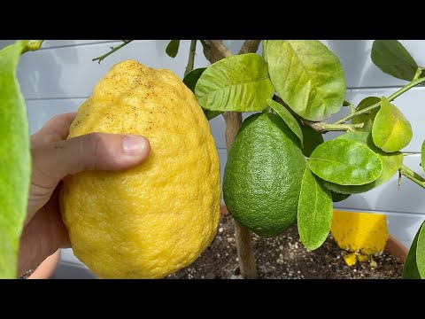 Odc. 169 - Cytrusowa dżungla - Lipcowy przegląd.