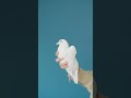 PIGEON 4K SLOW MOTION VIDEO