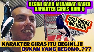 Download lagu INI ASLI NO HOAX ⁉️ BEGINI CARA MERAWAT KACER KARAKTER GIRAS AGAR TETAP GACOR DAN BUKA EKOR mp3