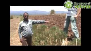 The Vetiver Grass - Vetiver Plant - Chrysopogon Zizanioides