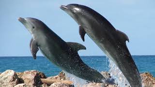 I&#39;m Flying - David Crosby &amp; Michael Hedges