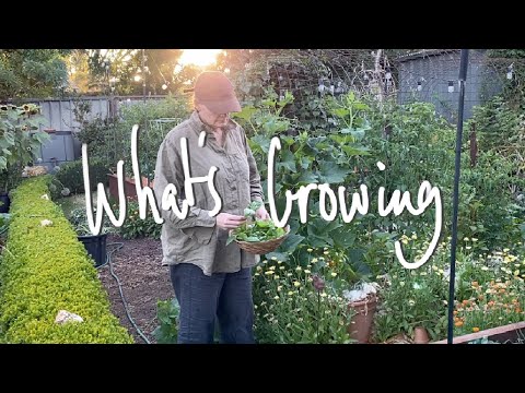 WHAT'S GROWING | What I'm GROWING & SOWING in my SMALL BACKYARD VEGETABLE GARDEN VICTORIA AUSTRALIA