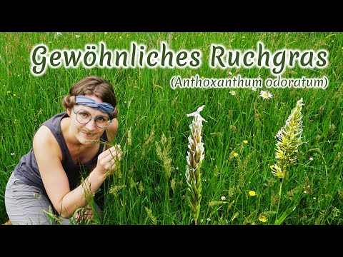 Gewöhnliches Ruchgras (Anthoxanthum odoratum) - Artenporträt: Merkmale | Ökologie | Wissenswertes