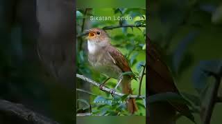 Download lagu Sikatan Londo Nembak Sadis - sikatan londo tergacor#sikatanlondo #sikatangacor #flyxo #sadis mp3 Download lagu Sikatan Londo Nembak Sadis - sikatan londo tergacor#sikatanlondo #sikatangacor #flyxo #sadis mp3
