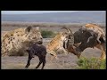 Hyena Hunting Sleeping Topi On The Savannah CLASSIC WILDLIFE