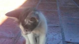 Dunito - The Empress - Brett Anderson