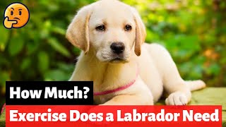 How Much Exercise Does a Labrador Puppy Need?