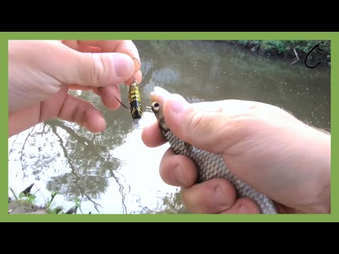 Ultra light chub and perch spinning on a small river before going to work- Ultralight fishing