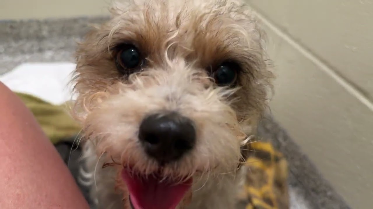 Enlarge Skittles, a ADOPTABLE mixed breed in San Antonio, TX video 4/4