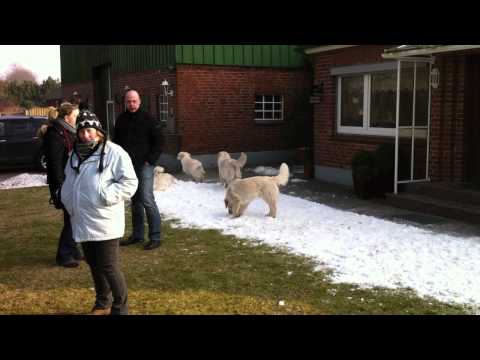 Hundegeburtstag 27 02 2011