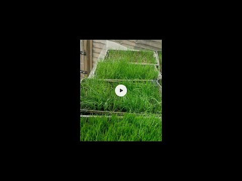 , title : 'part 2 of 2 grass in trays from seed #rhizomatous #tallfescue#lawncare #lawn'