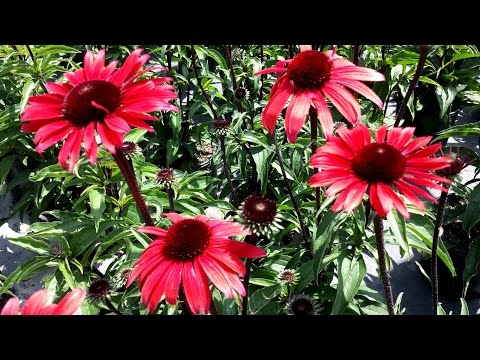 Best Perennials - Echinacea 'Solar Flare' (Coneflower)