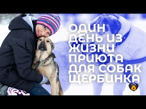 Репортаж о жизни приюта Щербинка и деятельности волонтеров