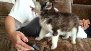 Husky Einstein puppy howling while watching youtube