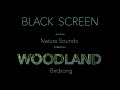 Forest Birds Chirping Singing Nature Sounds Black Screen Dark Screen Johnnie Lawson Sleeping Sound