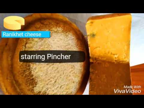 Pincher cheese similar to colby