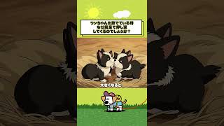 #映画 #犬のいる暮らし #犬の豆知識 #犬好き