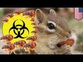 Fleas Living On Chipmunks At Lake Tahoe Are Carrying The Plague