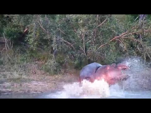 Djuma: Hippo - 17::20 - 04/21/20