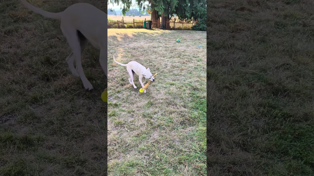 Enlarge Tolly, a ADOPTABLE mixed breed in Olympia, WA video 4/4
