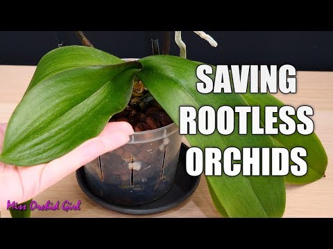 Saving my Phalaenopsis Orchid with limp leaves and no roots - Long discussion about cutting spikes