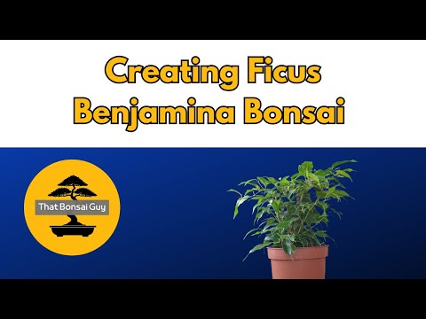 How To Turn Ficus Benjamina Plant Into Bonsai Tree