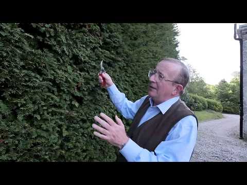 Pruning a yew / Taxus hedge - Burncoose Nurseries