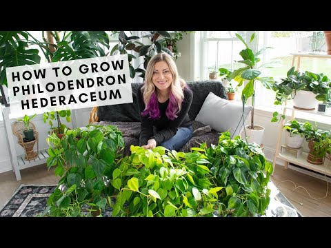 Philodendron Hederaceum Care & How to Grow Big, Bushy Heart-Leaf Philodendrons