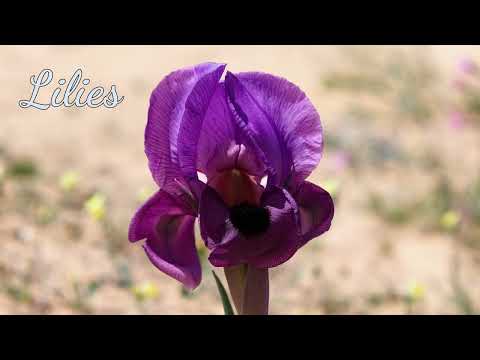 Ego Flos Campi Lyric Video - Althea Talbot-Howard - Kathleen Carter Bell, Oboe & T. Liang, Piano