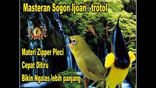 Download lagu masteran sogon materi Zipper pleci cocok buat sogon ijoan/ trotol mp3 Download lagu masteran sogon materi Zipper pleci cocok buat sogon ijoan/ trotol mp3