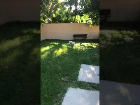 dog park onsite