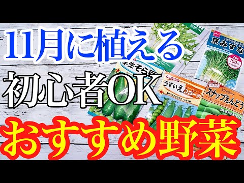 2月に庭で何をするか キンポウゲ 他の植物 冬の終わりに種をまく花