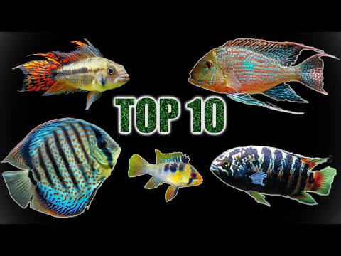Top 10 Cichlids for Planted Tanks