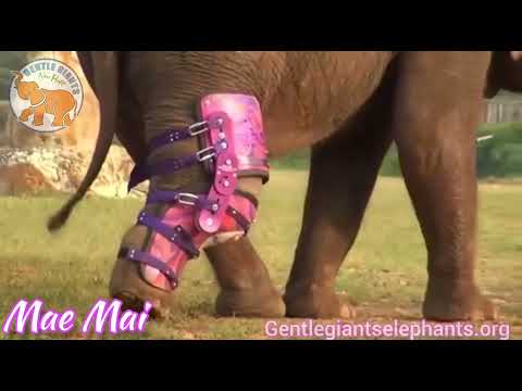 Mae Mai and her Elephant Knee BraceFirst in History  💜🐘🦿💜