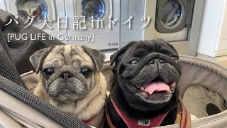 【夫婦の家事分担】ドイツ人夫の家事を見守るおパグさん達 /ドイツで洗車 / PUG Dogs keep watch over Papa doing housework 【パグ犬 炭鈴】