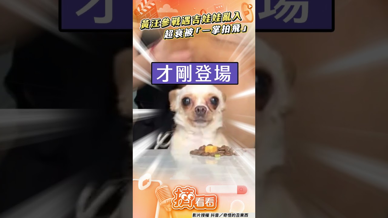 影音／黃汪參戰突遇「吉娃娃亂入」！慘被「一掌拍飛」：露頭就秒